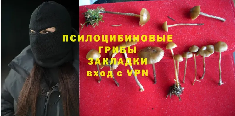 Псилоцибиновые грибы Psilocybine cubensis  Хабаровск 